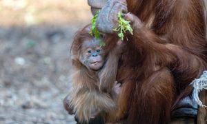 Radosny moment w zoo. "Pierwszy w historii Polski"