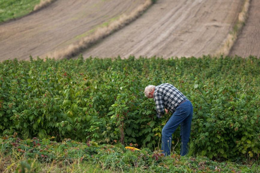 Brakuje ludzi do zbierania owoców. "Żądają 500 zł i nie chcą pracować"