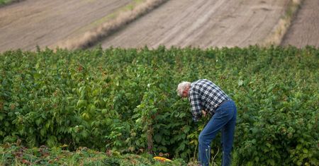 Brakuje ludzi do zbierania owoców. "Żądają 500 zł i nie chcą pracować"