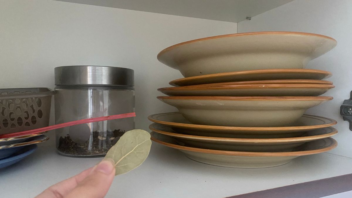 Liść laurowy na insekty