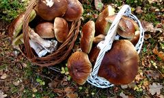 Wysyp grzybów. Lasy Państwowe publikują nagranie