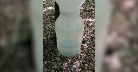Pułapka na kornika. Możesz ją spotkać w lesie