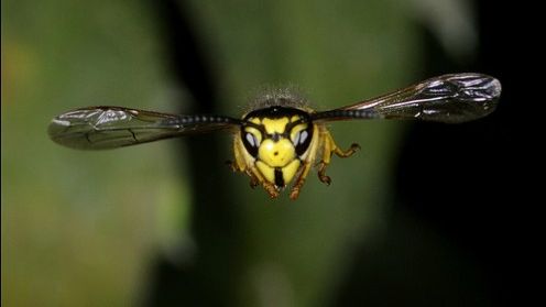 Fotoopa, czyli foto-dziadek z kosmicznym systemem do makro fotografii 1