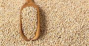 Naukowcy: Regularne jedzenie prosa obniża ryzyko cukrzycy typu 2