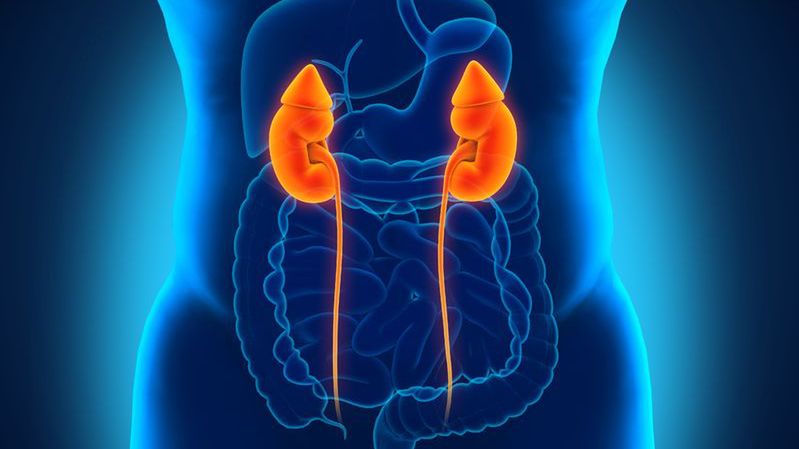 Nerki oczyszczają organizm z produktów ubocznych przemiany materii