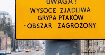 Ptasia grypa w natarciu. Wykryto kolejne ognisko