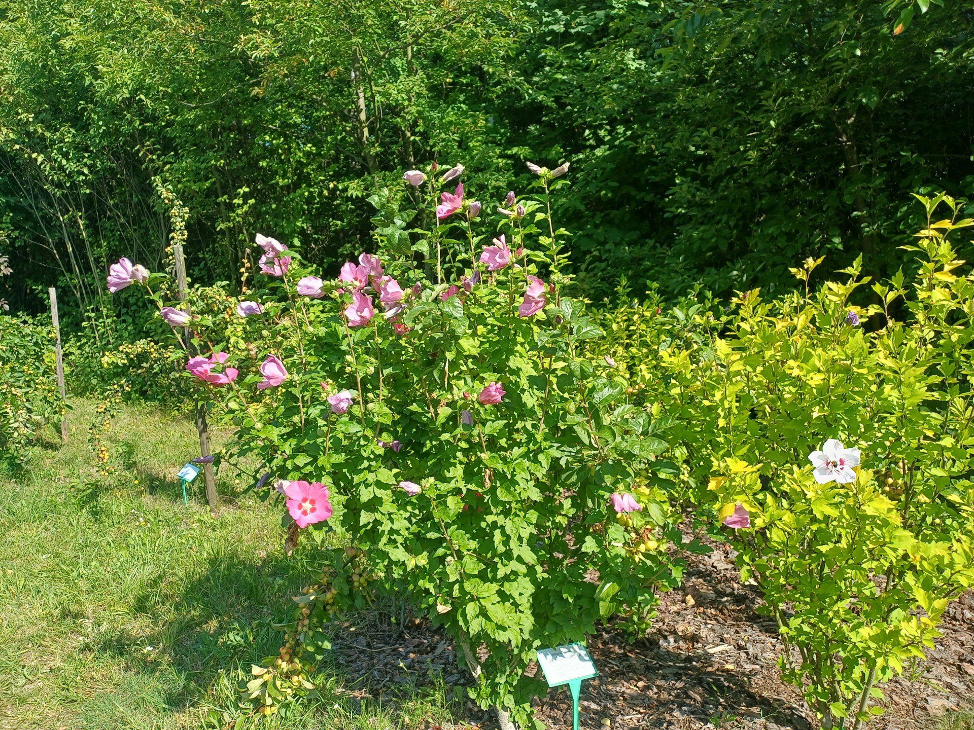 Śląski Ogród Botaniczny w Radzionkowie