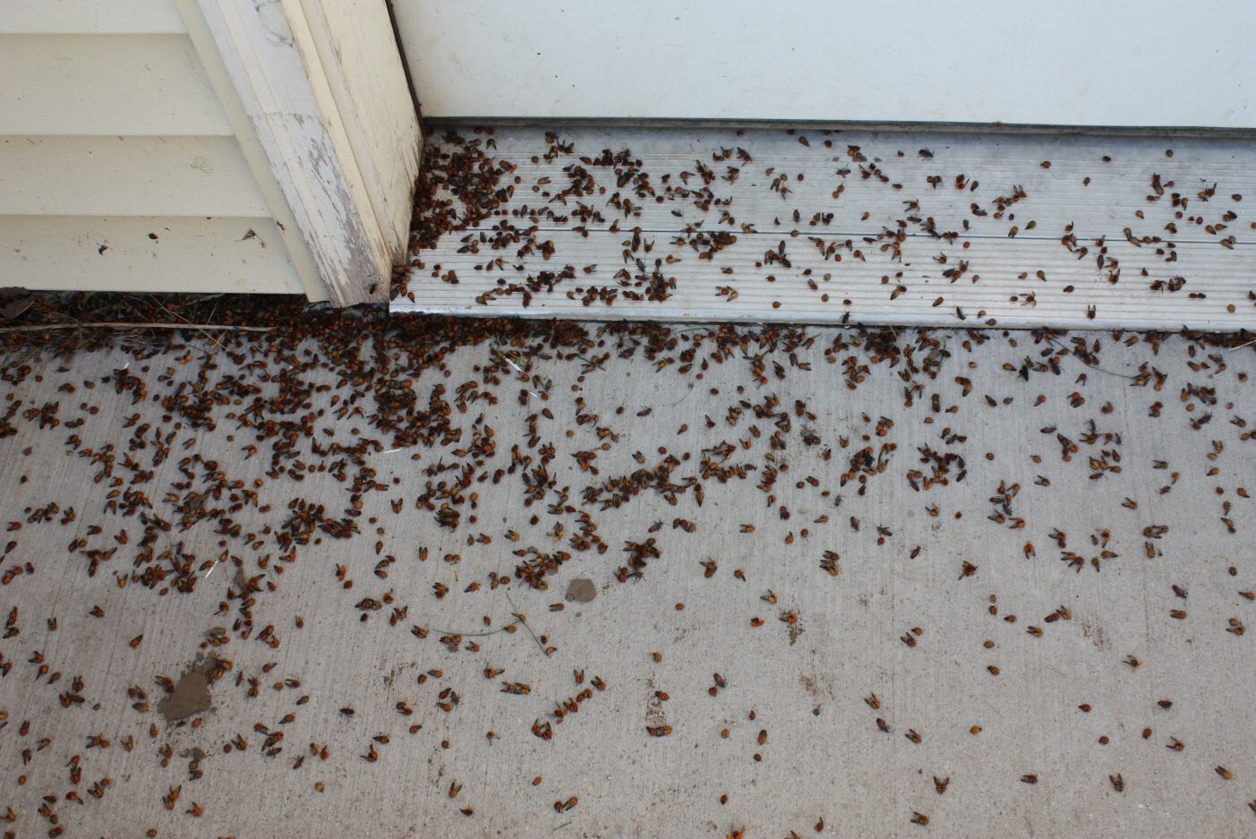 Biedronki azjatyckie nie są groźne dla ludzi