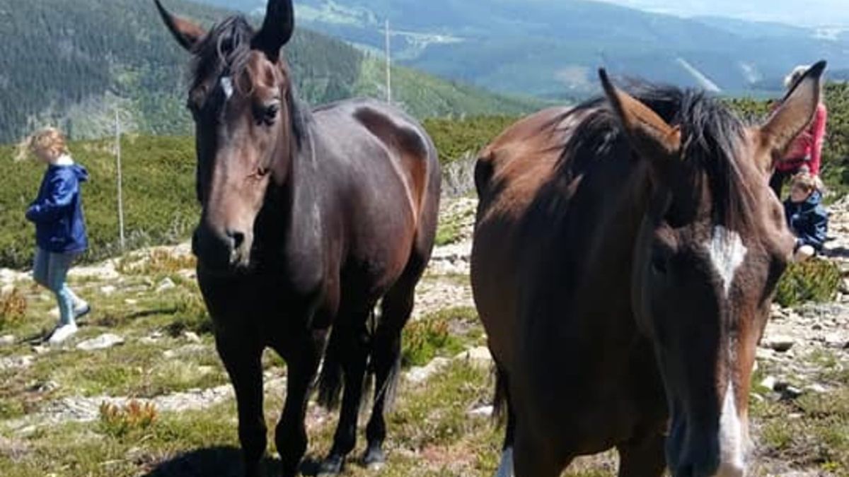 Na Śnieżce pojawiły się konie