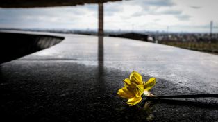 83. rocznica powstania w getcie warszawskim. W całej Polsce rusza Akcja Żonkile i obchody pamięci