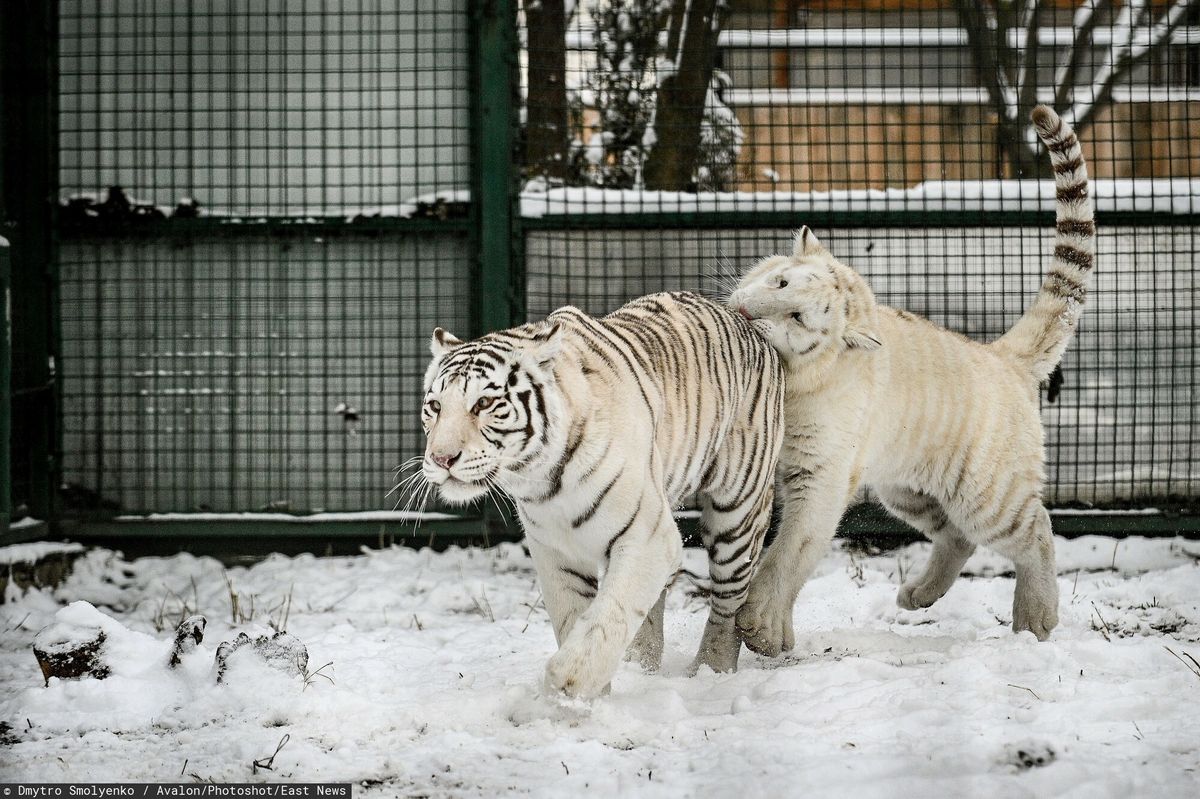 Białe tygrysy w ukraińskim zoo w Berdiańsku, w regionie zaporoskim/ Zdjęcie ilustracyjne 