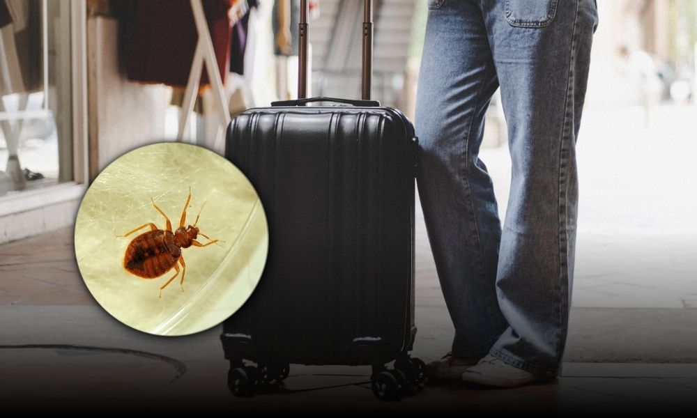 Sezon urlopowy to sezon na pluskwy. Zwalczanie to podstawa – zobacz, co ci grozi i uchroń się przed plagą