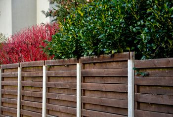 Posadź zamiast tui. Rośnie jak na drożdżach i zmienia wygląd