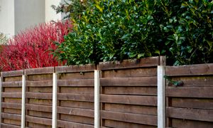 Posadź zamiast tui. Rośnie jak na drożdżach i zmienia wygląd