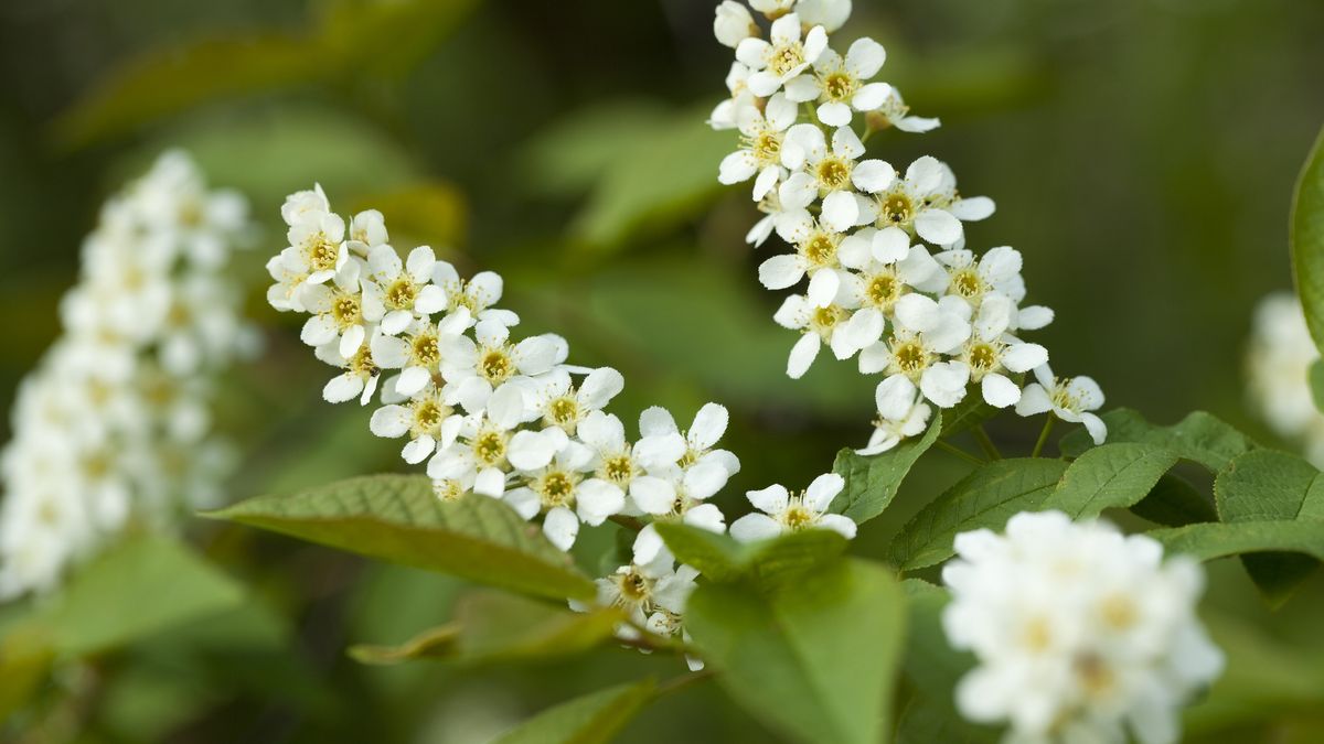 bird cherryflower bird cherry and leaf on branchdabjolaBird Cherry, Branch, Bunch, Flower, Herbal Medicine, Leaf, Macro, Nature, Padus Avium Mill, Plant, Ripe, White