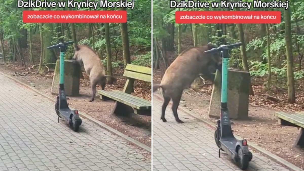 Zaskakujące sceny w Krynicy Morskiej