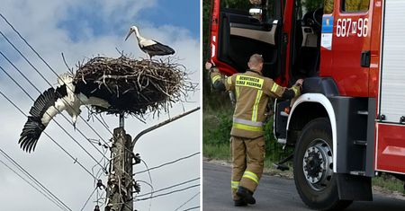 Bocian zawisł nad linią energetyczną. Strażacy uwolnili rannego ptaka