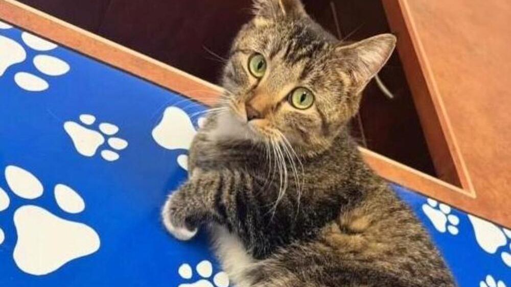 Kotka Bitsy urodziła się z sześcioma kończynami