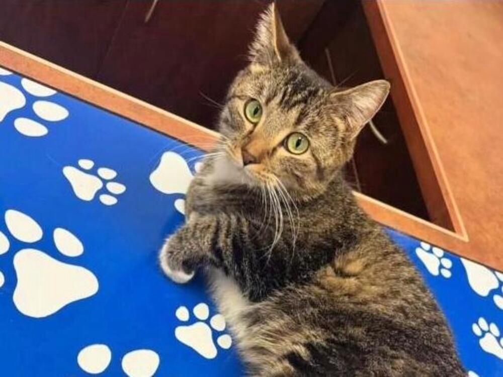 Katze mit sechs Beinen: Rettung und neue Hoffnung durch OP