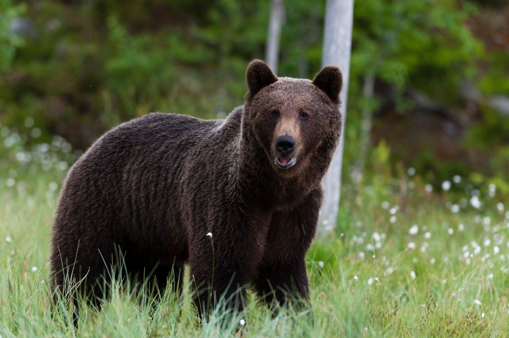 Bułgaria. Niedźwiedź zabił człowieka. Po raz pierwszy od 16 lat