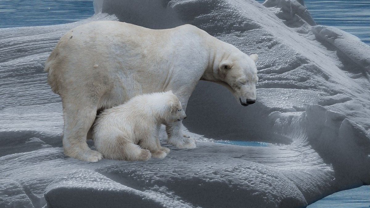 Niedźwiedzie polarne mogą wyginąć do 2100 roku? 