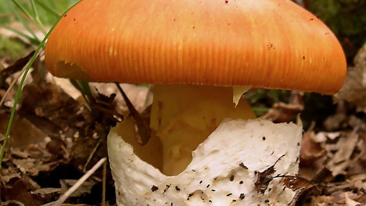 Muchomor cesarski rośnie w polskich lasach