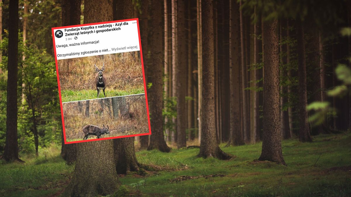 Antylopa uciekła z mini zoo. Wciąż nie udało się jej złapać  