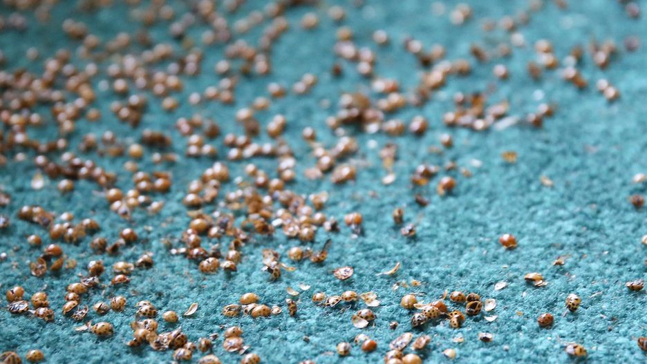 Inwazja biedronek azjatyckich w Polsce. Wydzielają enzymy, które szkodzą alergikom