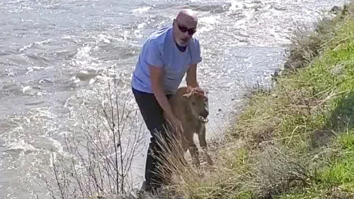 Jeden z gości parku Yellowstone znęcał się nad nowo narodzonym bizonem. Zwierzę trzeba było uśpić