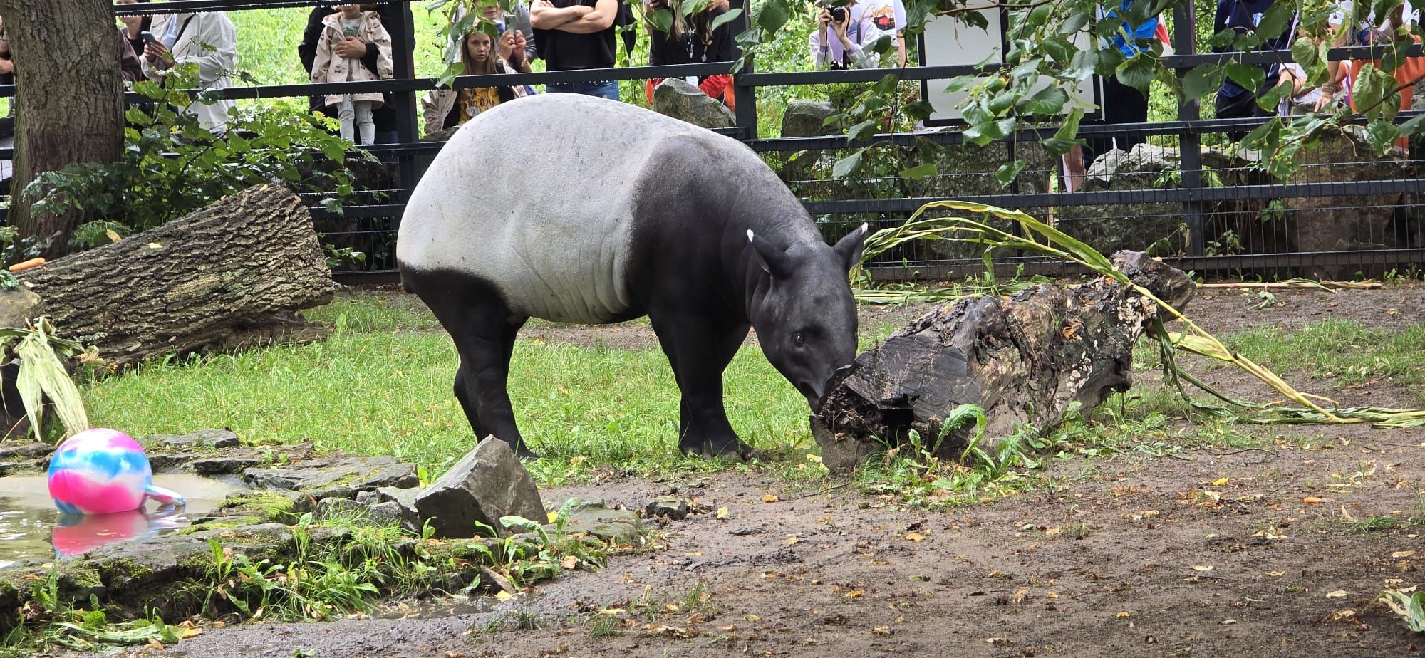 Tapir Baby Shower