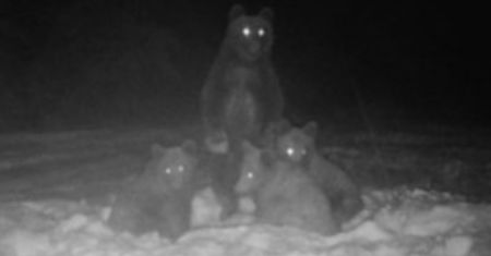 To nie fotomontaż. Leśnicy pokazali zdjęcie. Była już noc