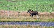 Łoś na "ekspresówce". Ogrodzenie nie zapewnia bezpieczeństwa