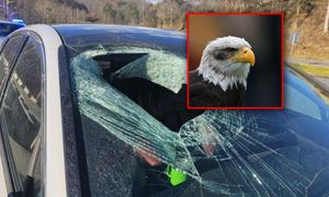 USA. Bielik amerykański przyczyną nietypowego wypadku na autostradzie