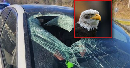 USA. Bielik amerykański przyczyną nietypowego wypadku na autostradzie