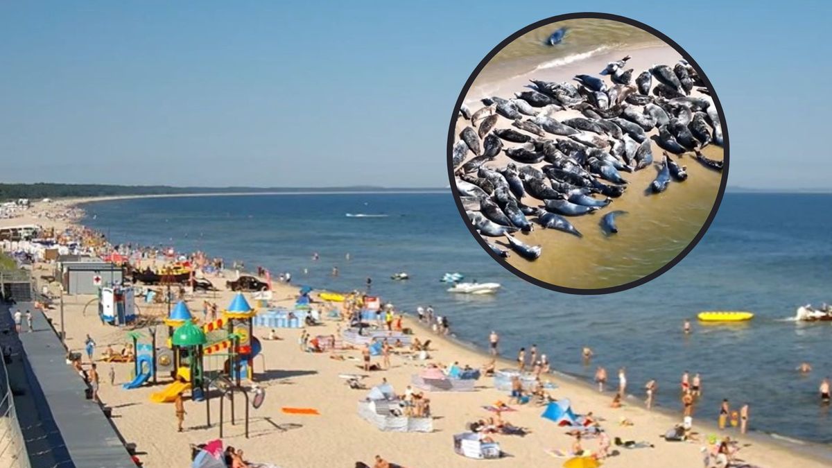Foki na plaży w Mikoszewie. Widok rozczulił internautów