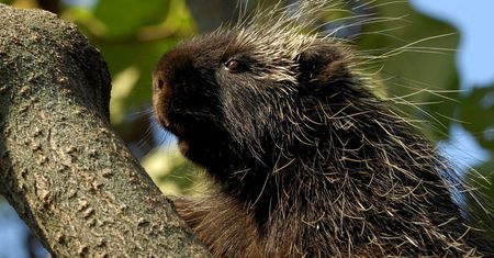 Krakowskie zoo ma nowego mieszkańca. Hugo to urson amerykański