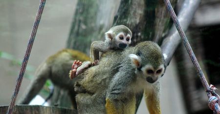 Zoo w Warszawie świętuje. Trzy sajmiri przyszły na świat