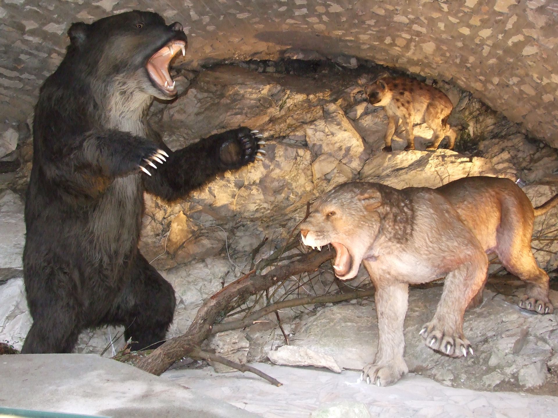 "Turystyczna Trzynastka: - Jaskinia Niedżwiedzia