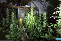 77-latka miała profesjonalną plantację konopi na dużą skalę. Policjanci przejęli 200 roślin