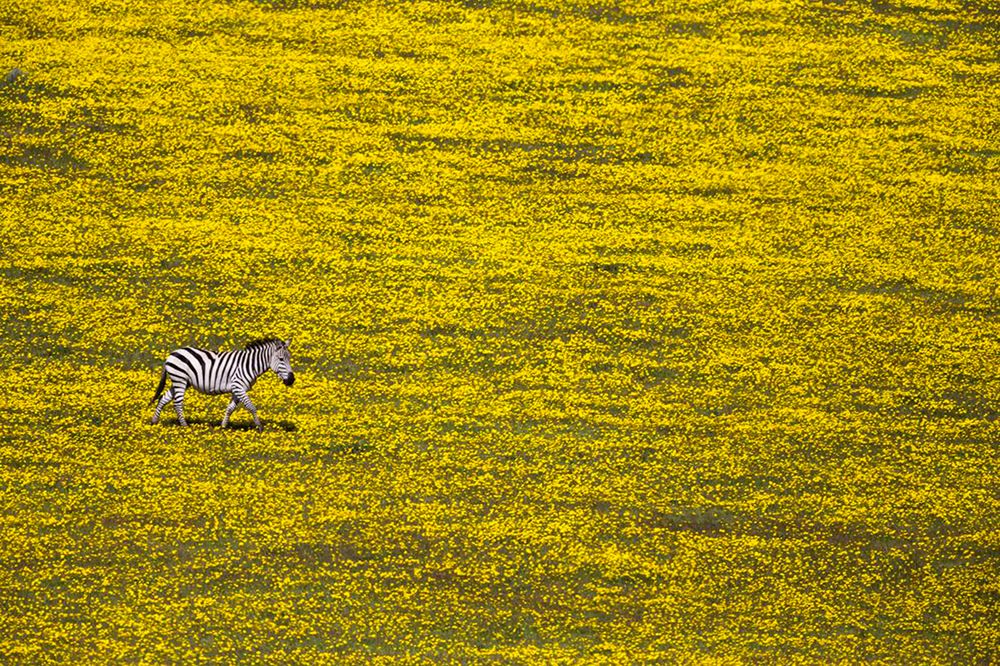 Przedstawiamy wam najlepsze z ostatnio zgłoszonych zdjęć w konkursie National Geographic Travel Photographer of the Year 2016 13