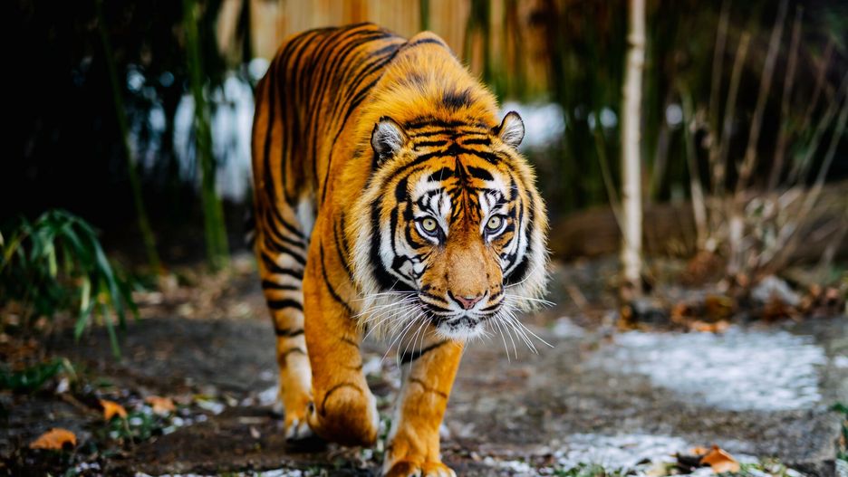 Tragiczny wypadek w rumuńskim zoo. Opiekun nie zamknął klatki ty