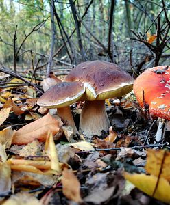 Grzybiarze rozpoczęli sezon. O tych zasadach trzeba pamiętać