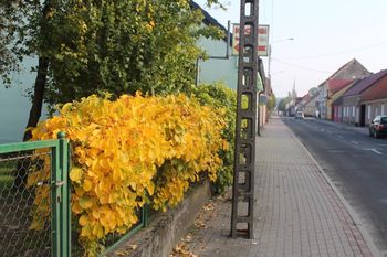 Kara może wynieść nawet milion złotych. UE nakazuje pozbyć się tej rośliny