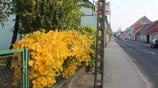 Kara może wynieść nawet milion złotych. UE nakazuje pozbyć się tej rośliny