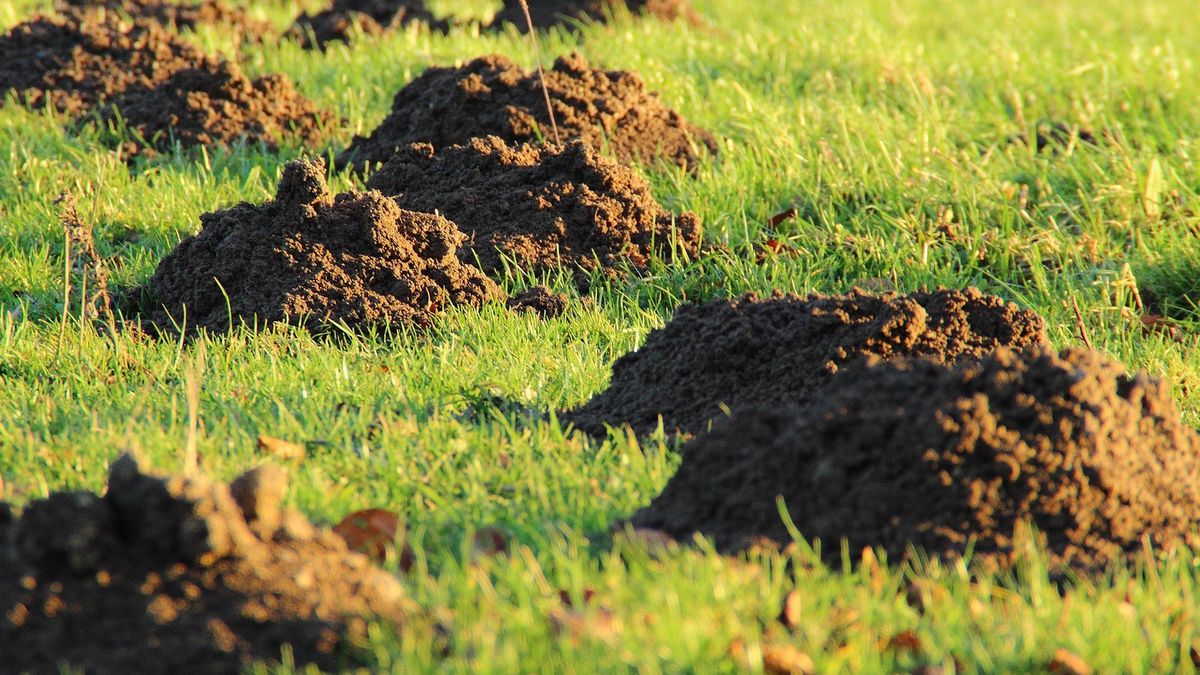 Jak pozbyć się kreta z ogrodu? 