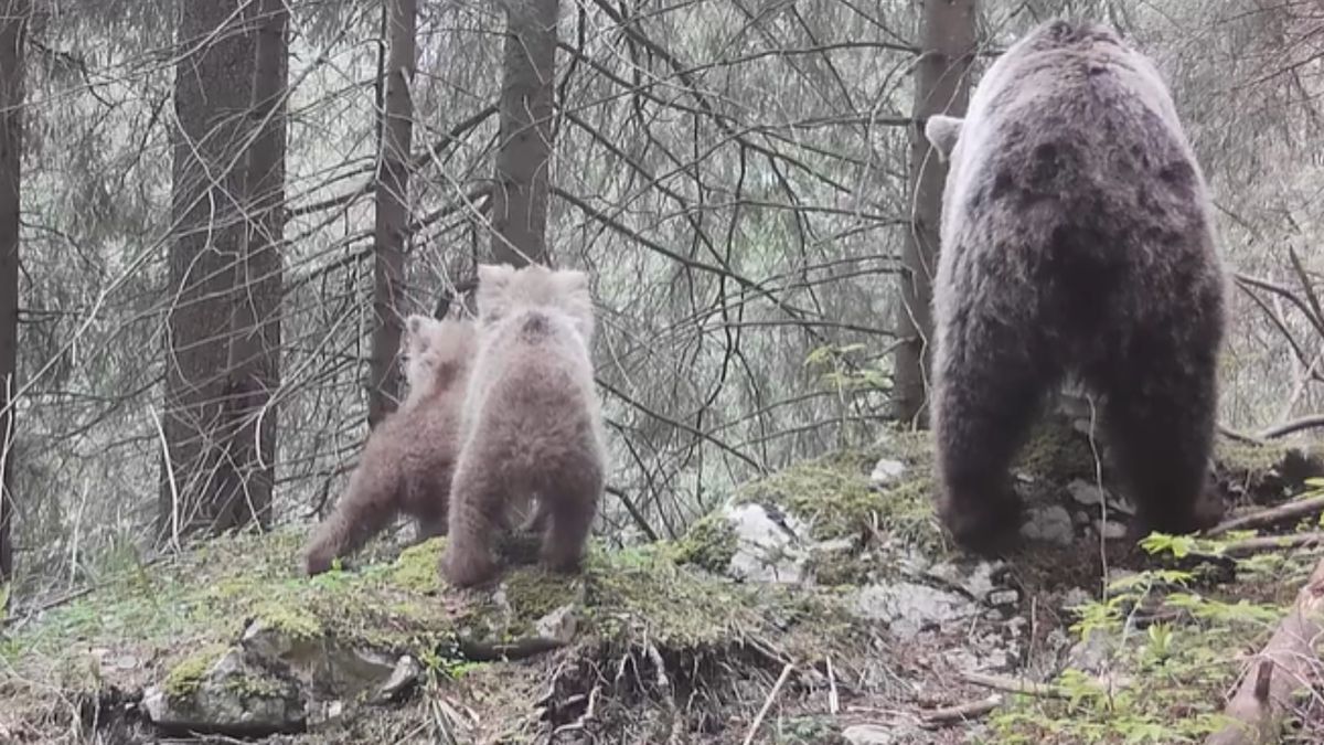 Niedźwiedzie zostały przyłapane na nagraniu 