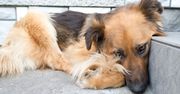Zostawiła młodego psiaka w rozgrzanym aucie. Musiał pojechać do schroniska