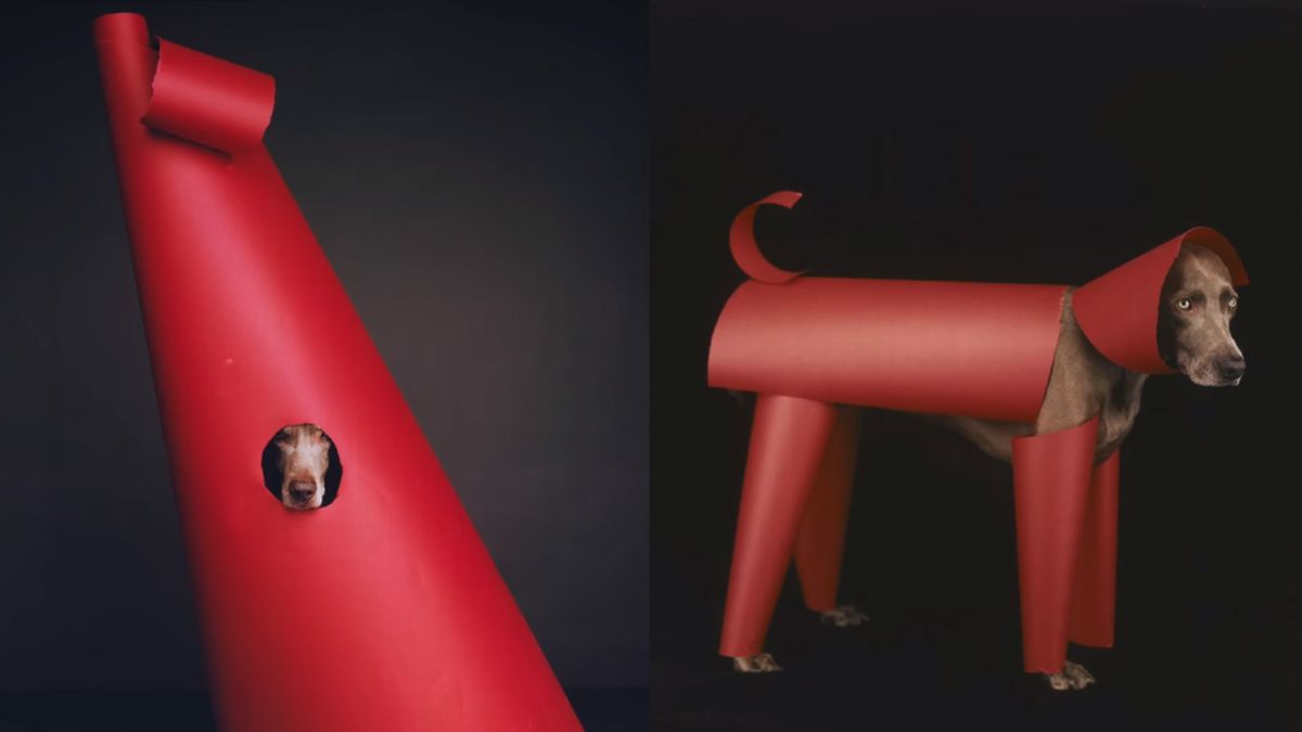 Psia sztuka, czyli jak wyżły weimarskie wpłynęły na twórczość Williama Wegmana 1