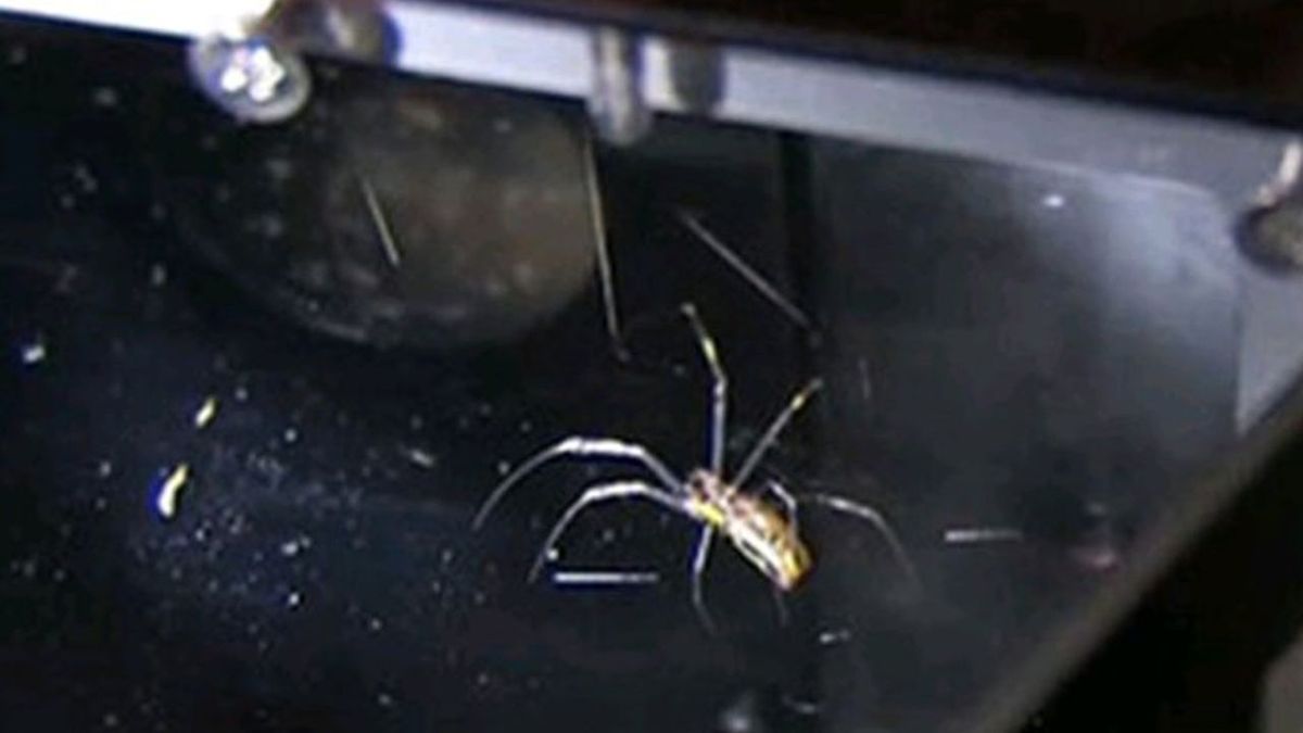 Naukowcy z NASA wysłali pająki na Międzynarodową Stację Kosmiczną