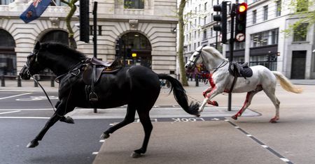 Ulicami Londynu biegły spłoszone konie. Jeden z nich był cały we krwi